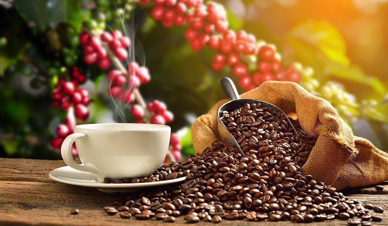 Vergessene Kaffeeart könnte dem Klimawandel trotzen
