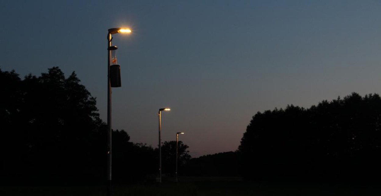Welche Rolle spielt die Lichtverschmutzung für den Insektenschwund?