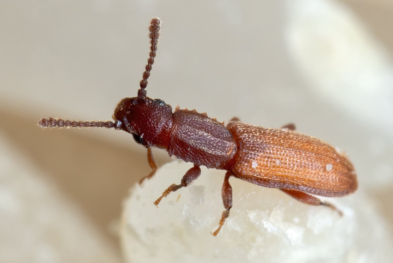 Glyphosat schadet Insekten indirekt