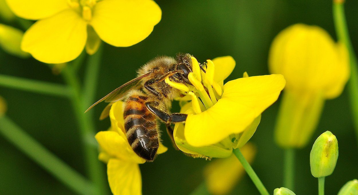 Honigbienen mögen Raps lieber als Apfelblüten