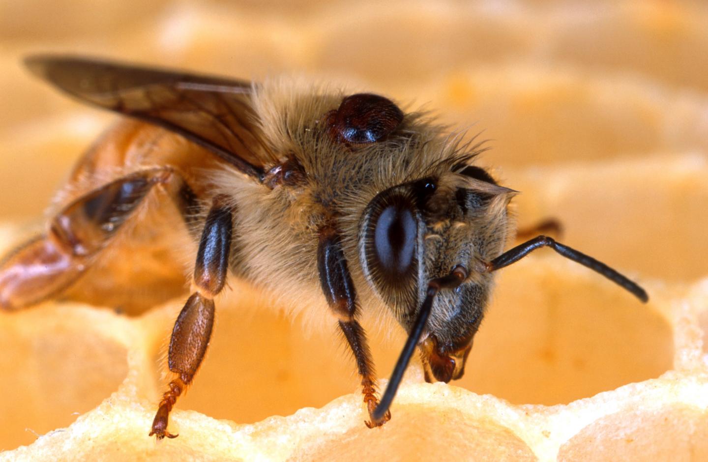 Mit „Schimmel“ gegen Bienen-Parasiten