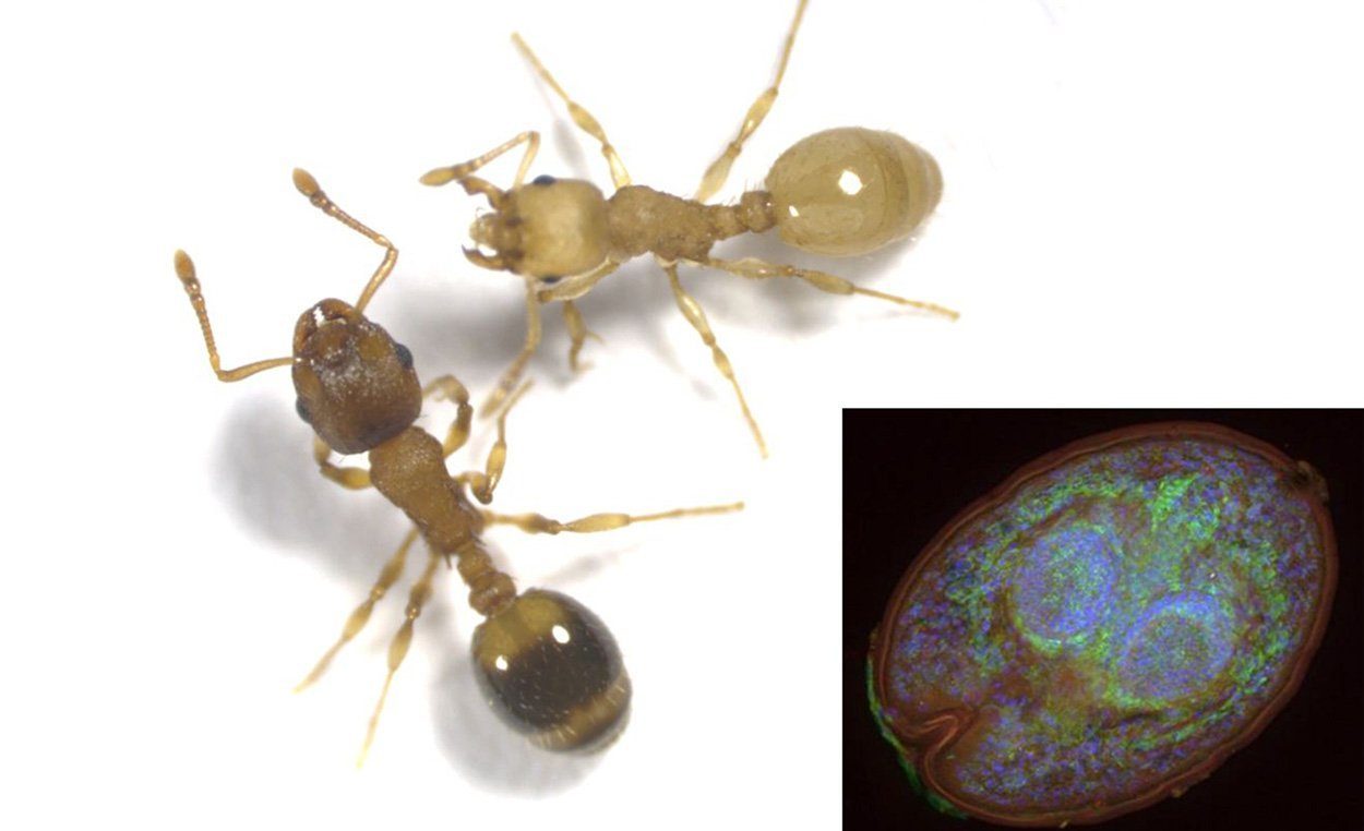 Von Parasiten befallene Ameisen leben länger