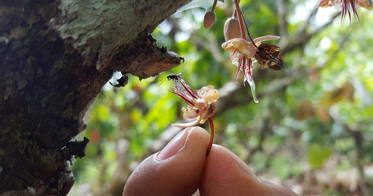 Welche Insekten bestäuben Kakaopflanzen?