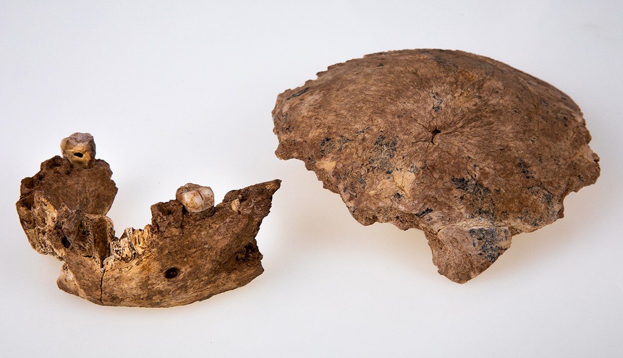 Fossilien eines unbekannten Hominiden