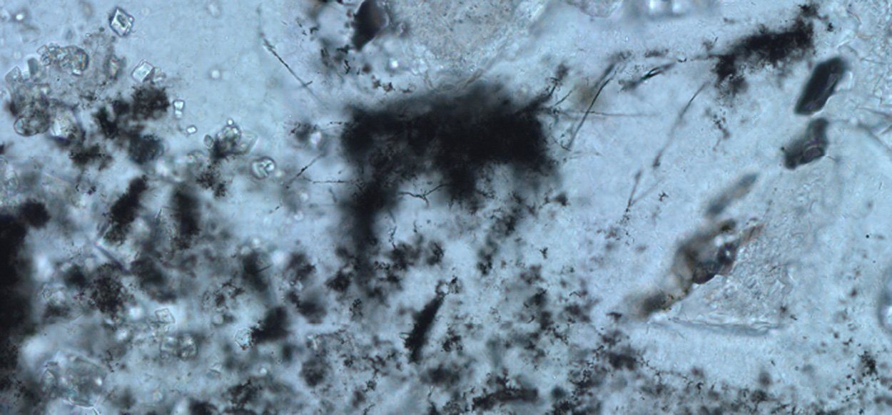3,42 Milliarden Jahre alte Mikroben-Fossilien entdeckt