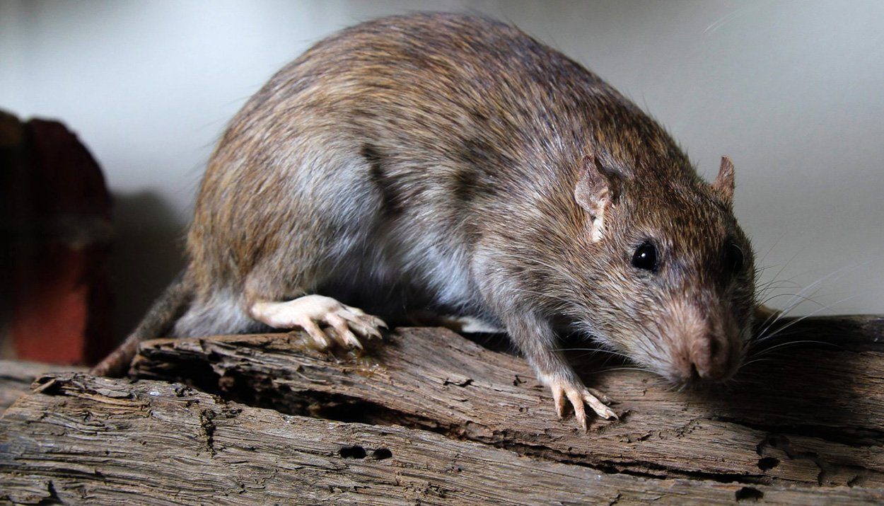 Hohe Kosten durch invasive Arten