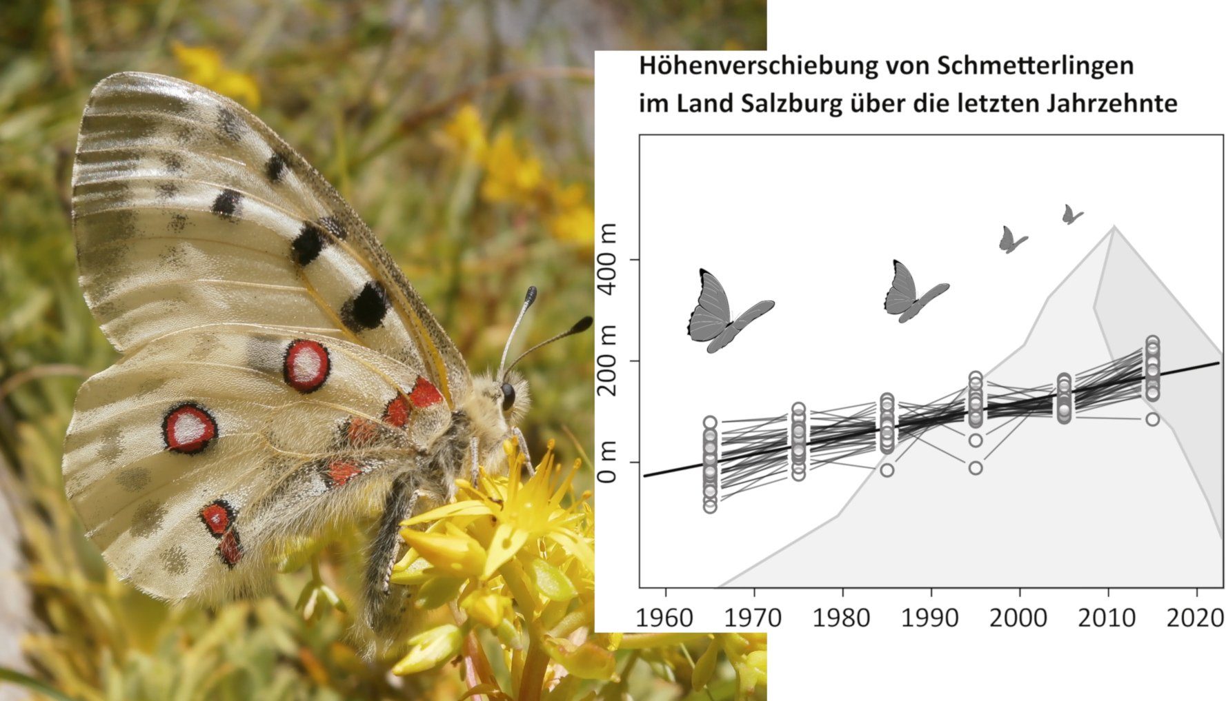Mahnendes „Schmetterlings-Thermometer“