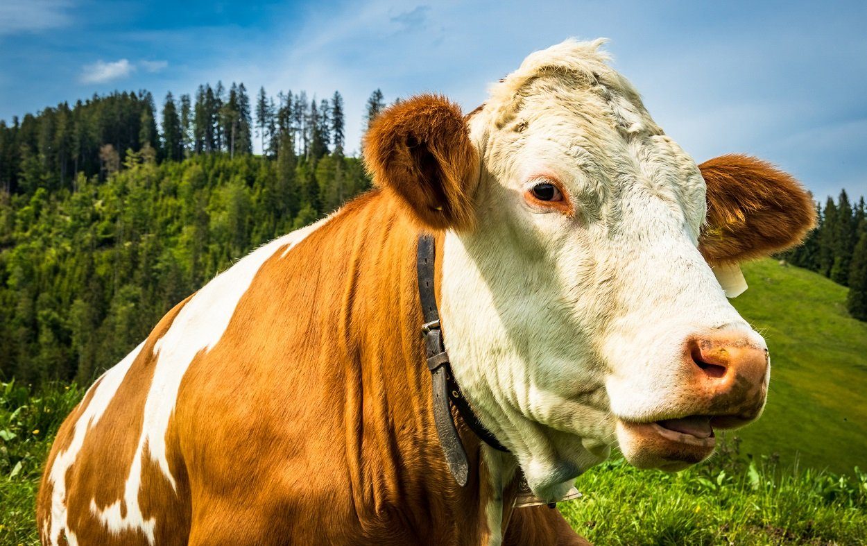 Mikroben im Rindermagen bauen Plastik ab