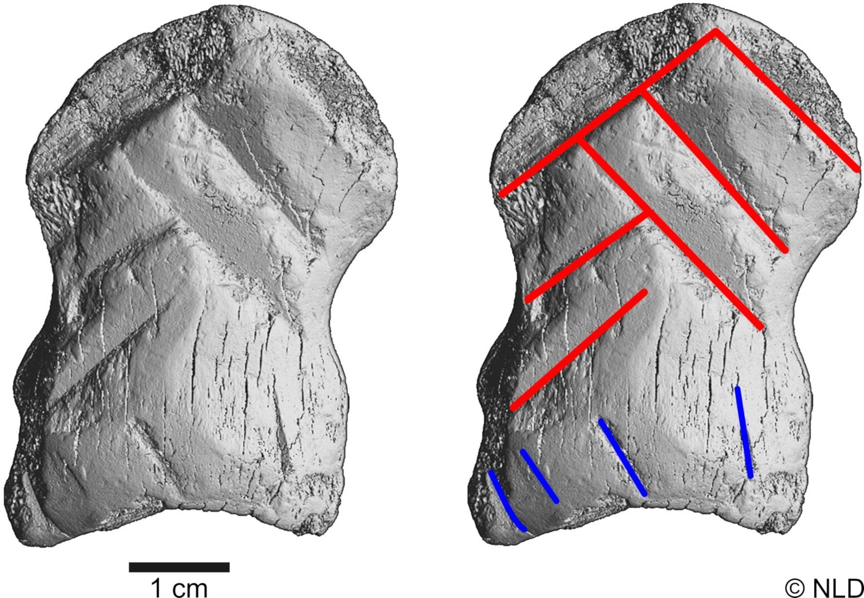 Neandertaler-Kunst entdeckt