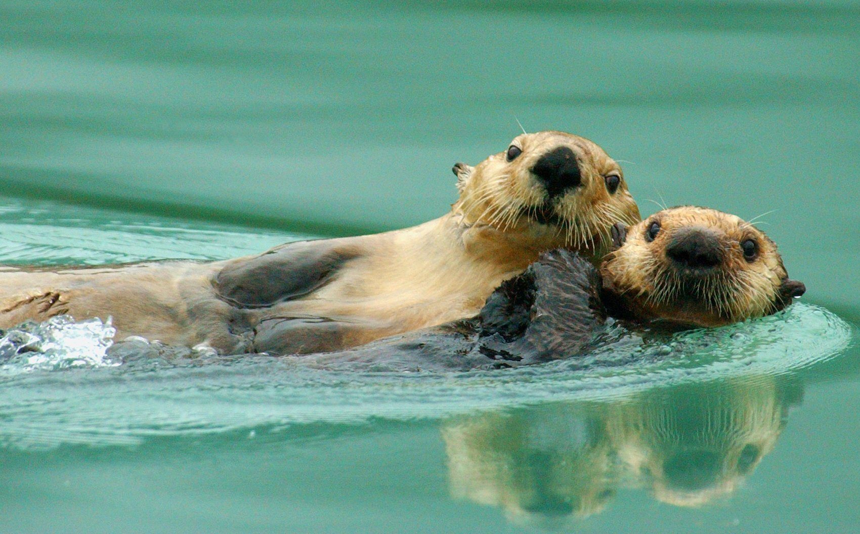 Seeotter: Warmes Geheimnis aufgedeckt