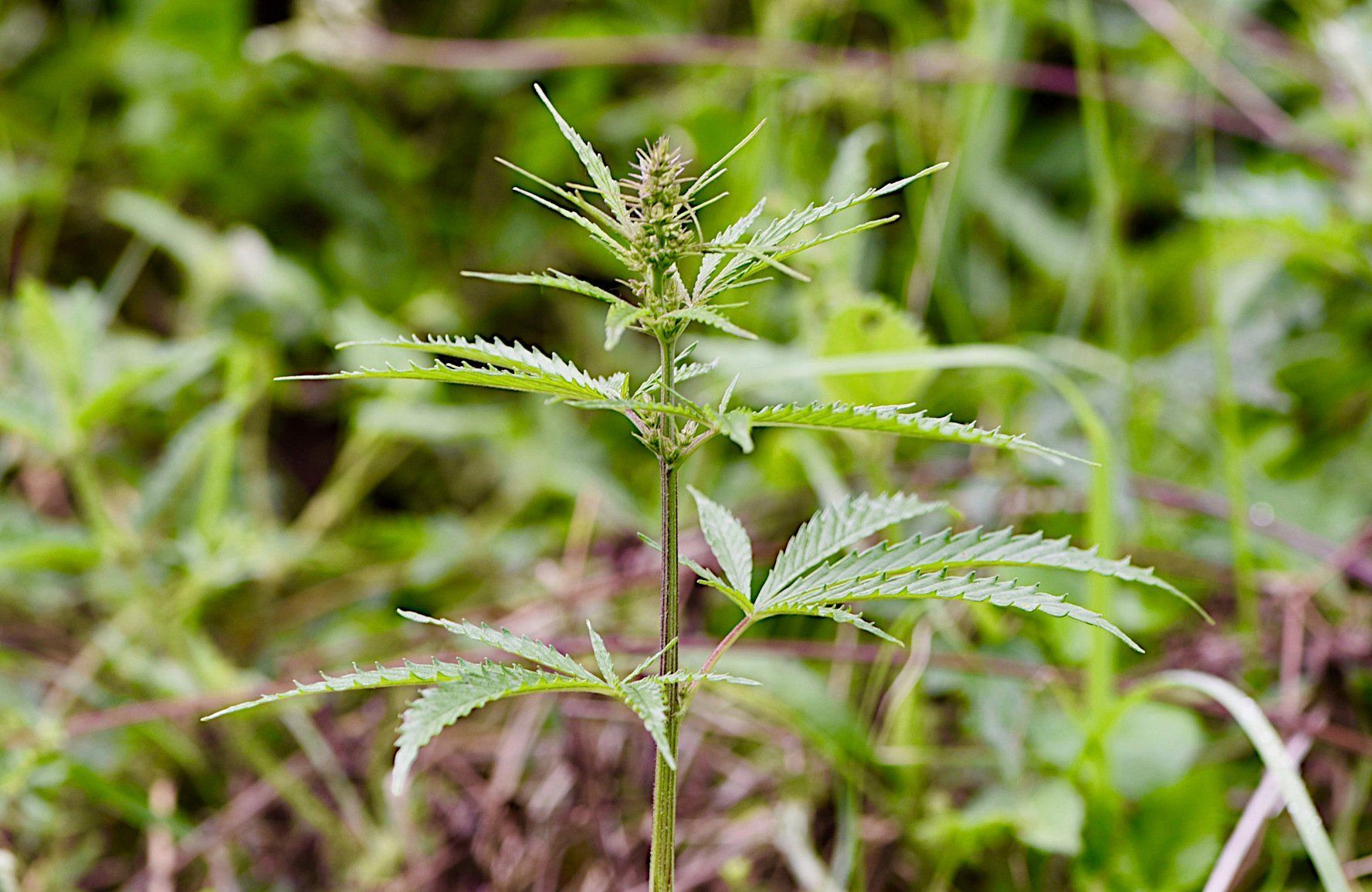 Steinzeitlicher Cannabis-Anbau in Ostasien