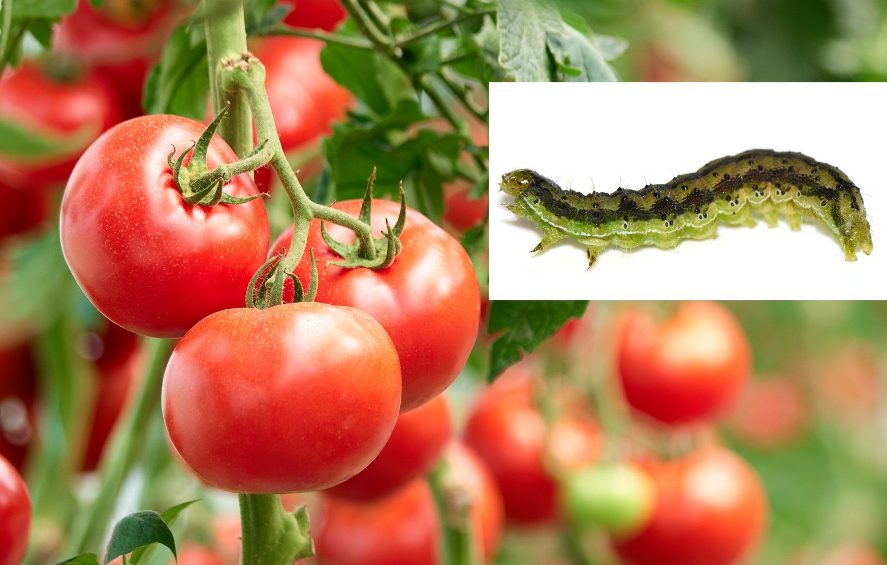 Tomaten schlagen elektrisch Alarm
