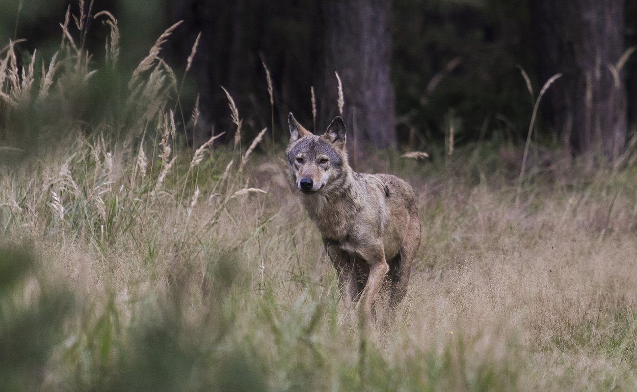 Wolf-Hund-Mischlinge leichter erkennen