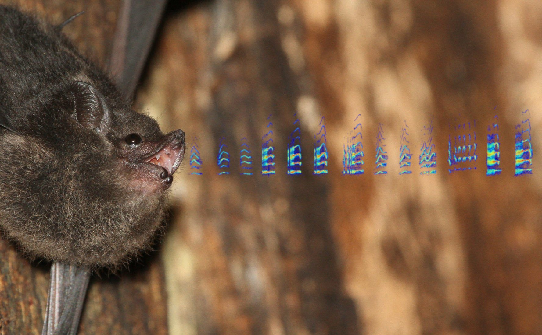 Auch Fledermaus-Babys babbeln