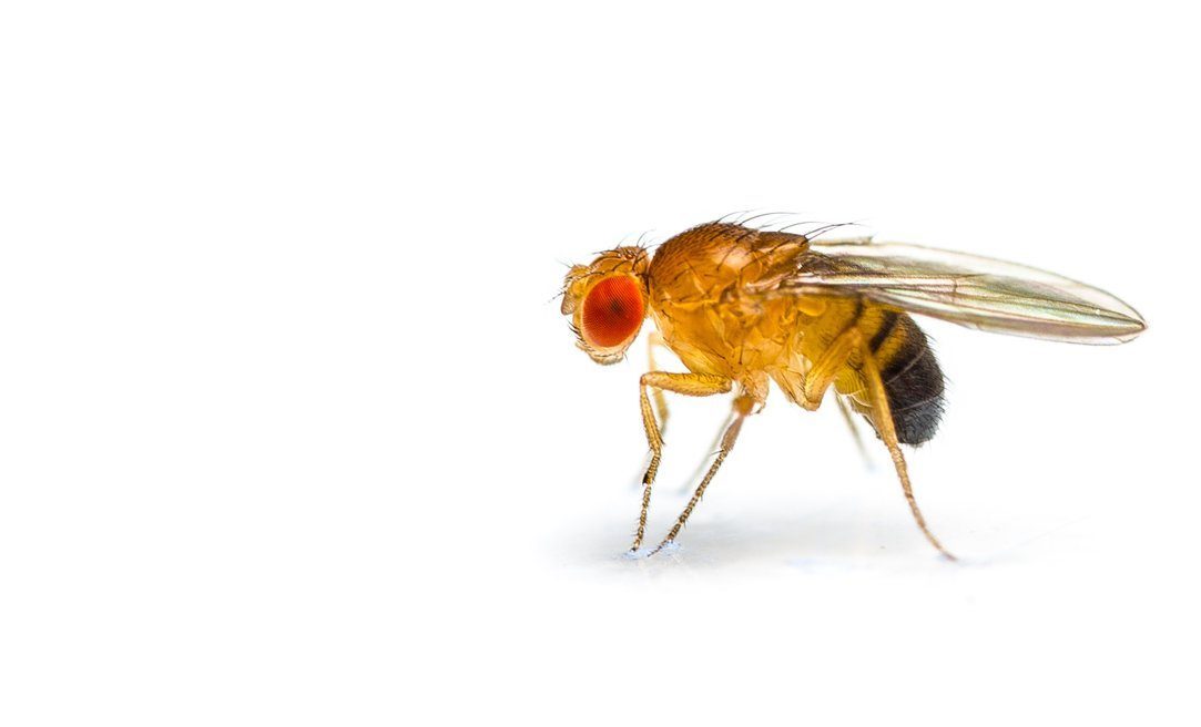Einsame Fliegen futtern viel - schlafen wenig