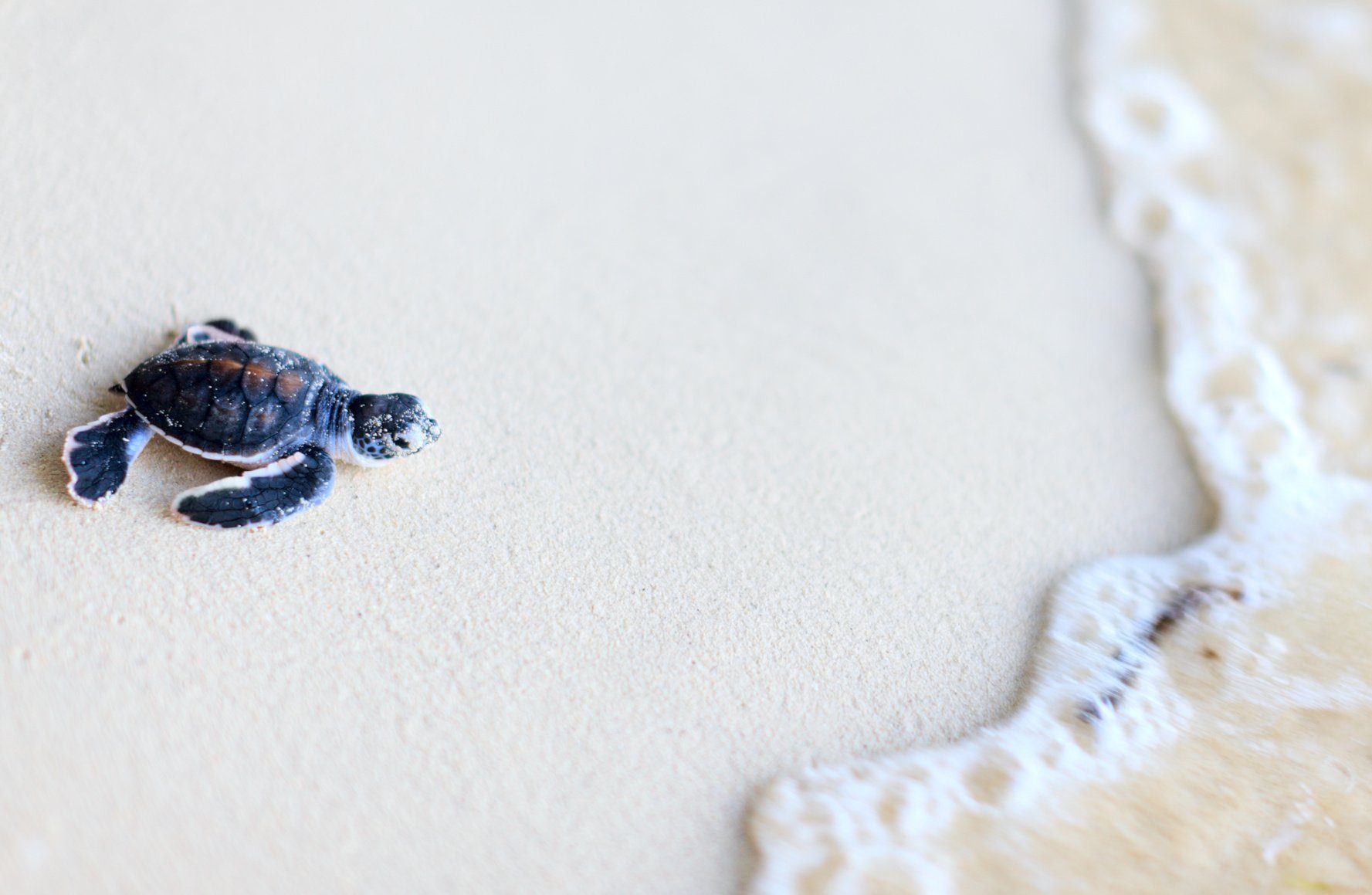 Jungschildkröten in der evolutionären Falle