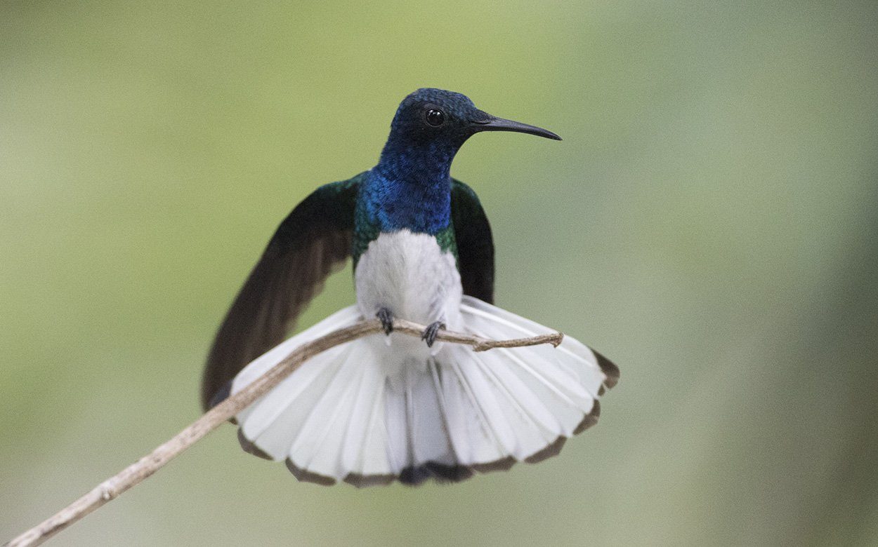 Kolibris: Männlicher Look schützt vor Belästigung