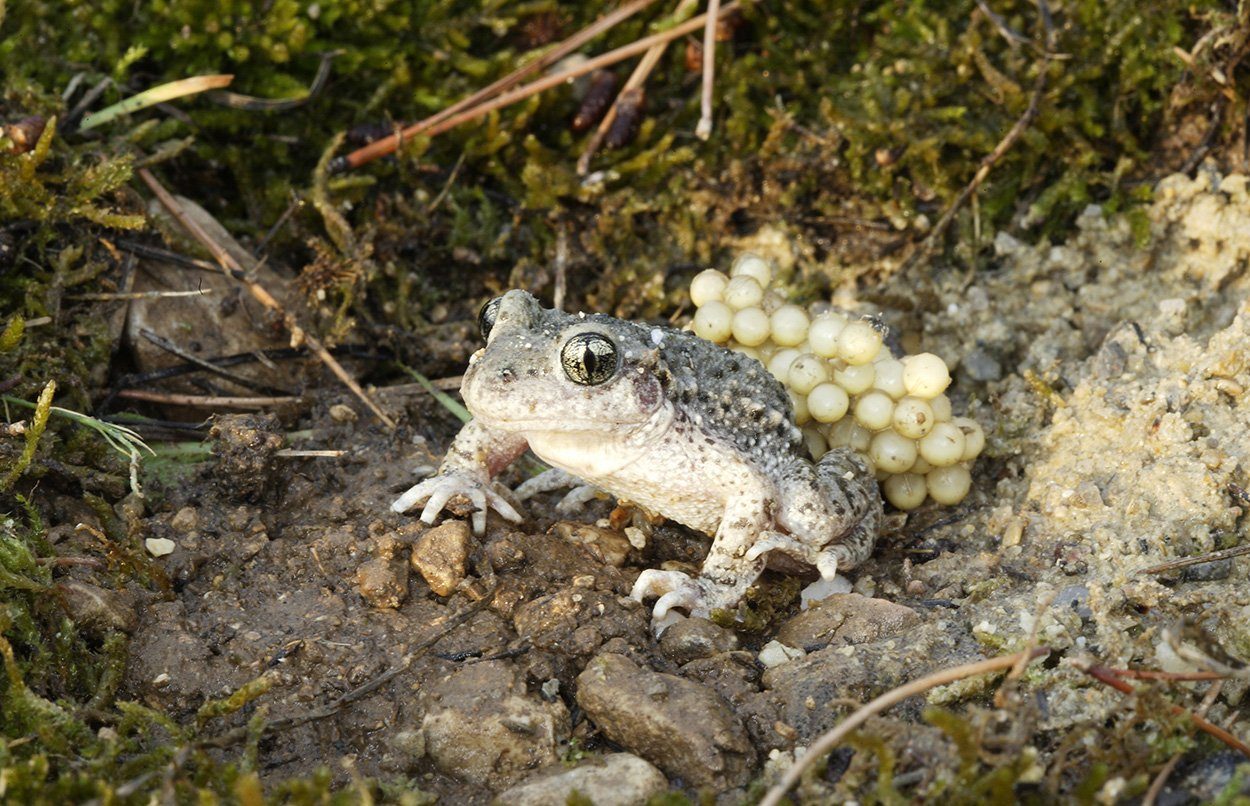Schlechte Karten für Deutschlands Amphibien und Reptilien