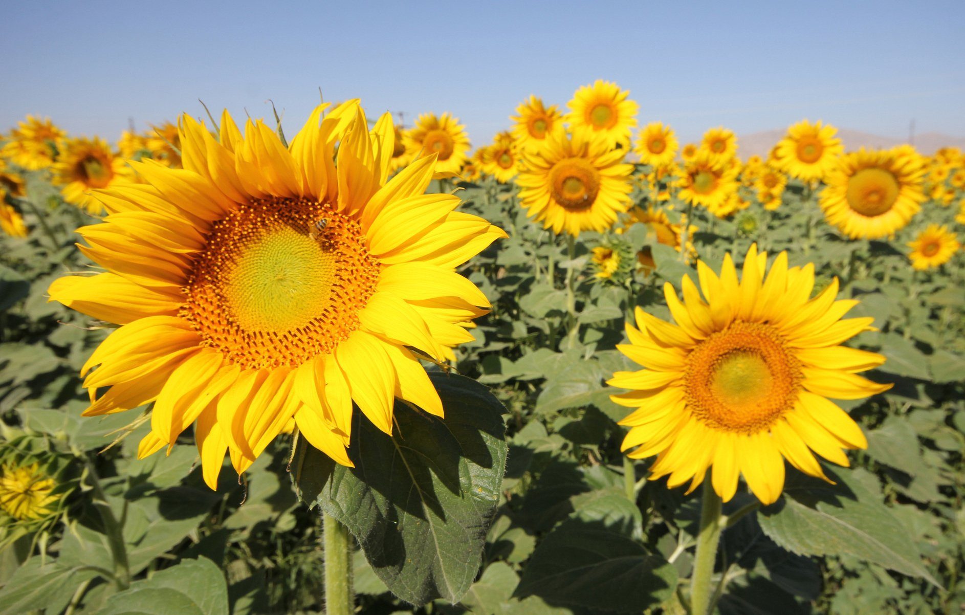 Warum blicken Sonnenblumen nach Osten?