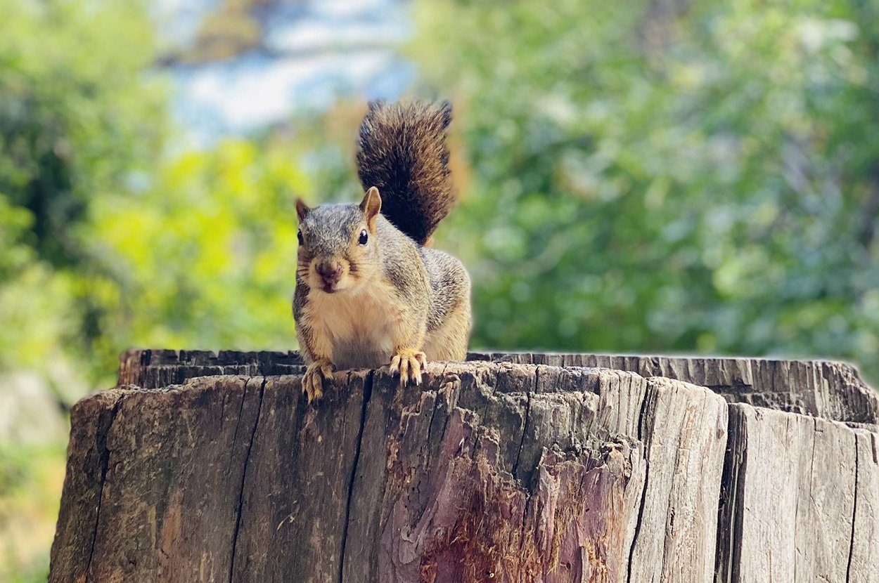 Wie Eichhörnchen springen lernen