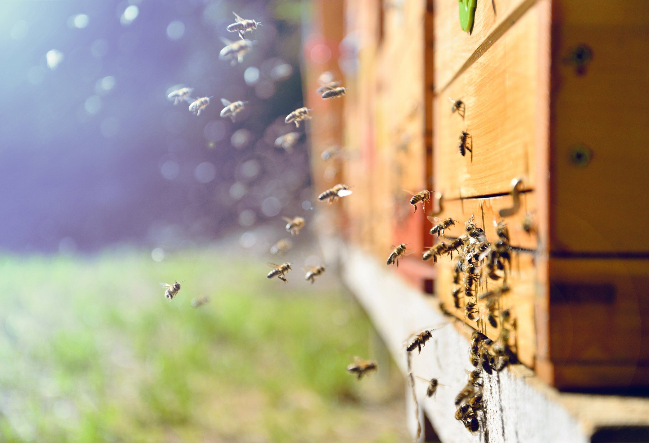 Hoffnung im Kampf gegen Bienen-Virus