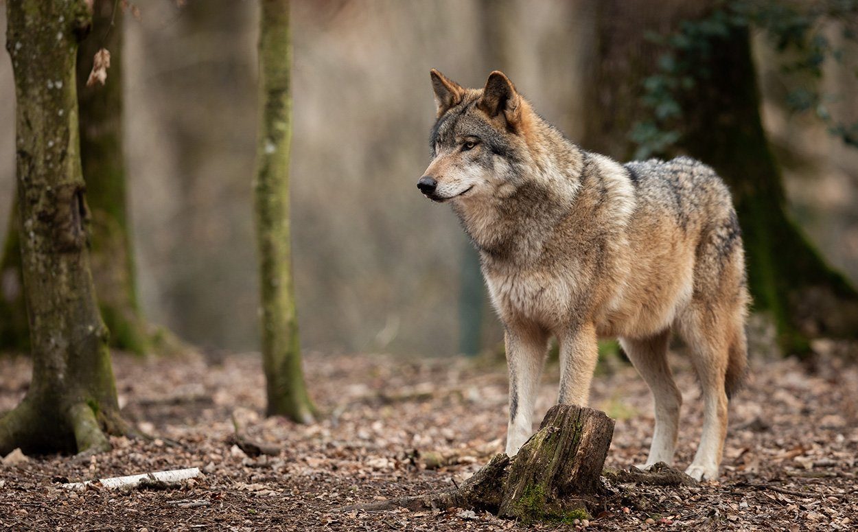 Mit „intelligentem Zaun“ gegen den Wolf