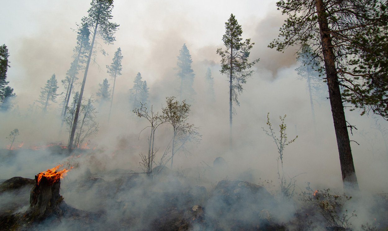 Mit Ziegen, Schafen und Co gegen die Waldbrandgefahr