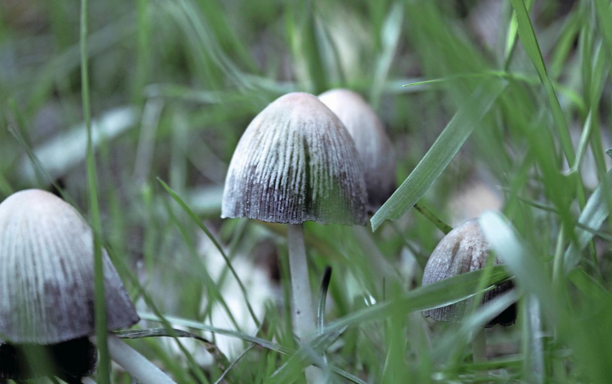 Pilzfund