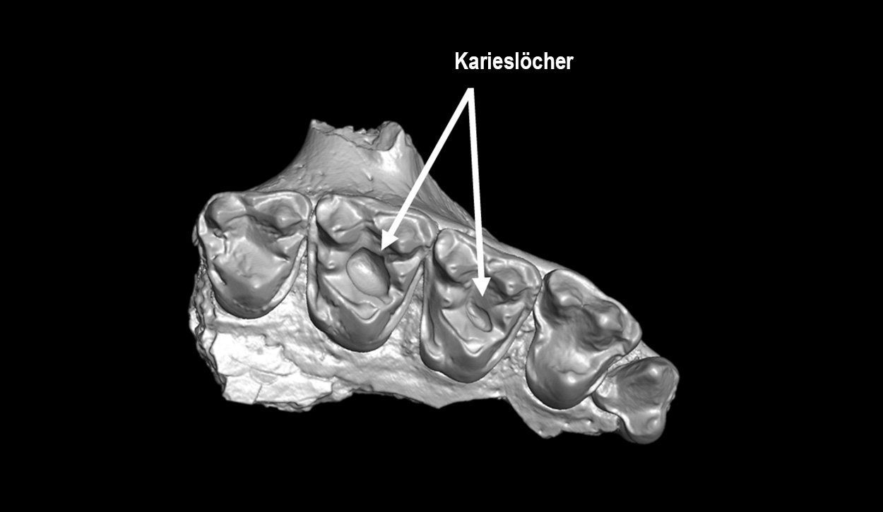 Prähistorische Primaten mit süßem Zahn