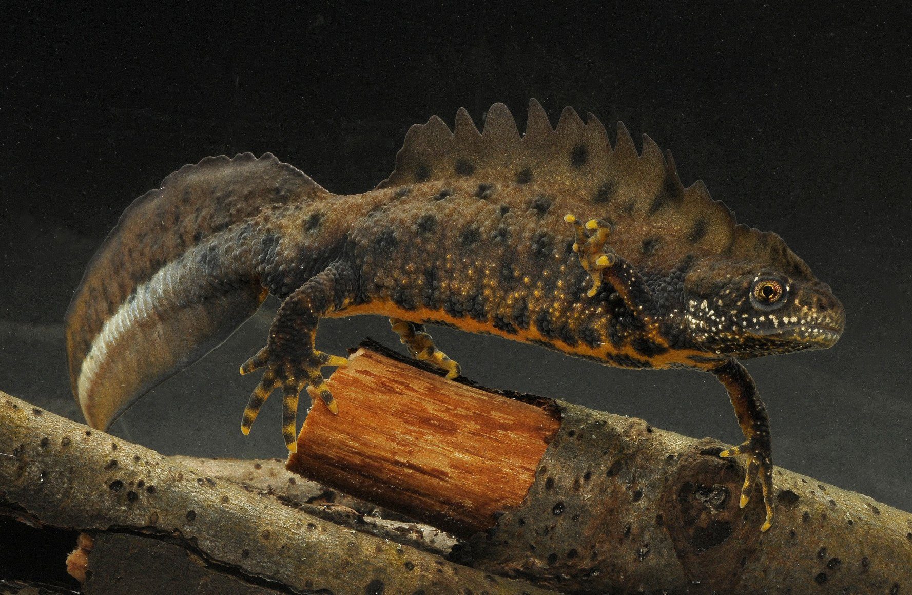 „Wasserdrachen“ sind wählerisch