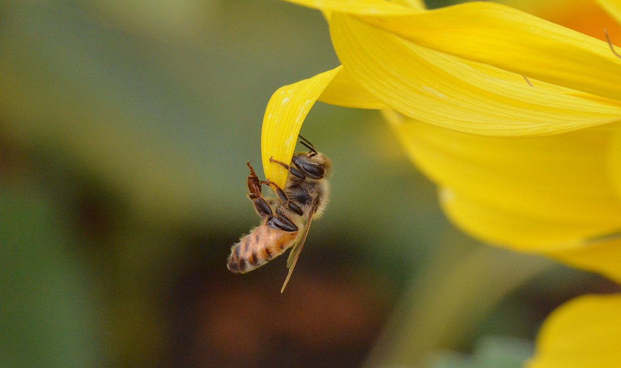 Bienen: Mehr Parasiten durch blühende Monokulturen