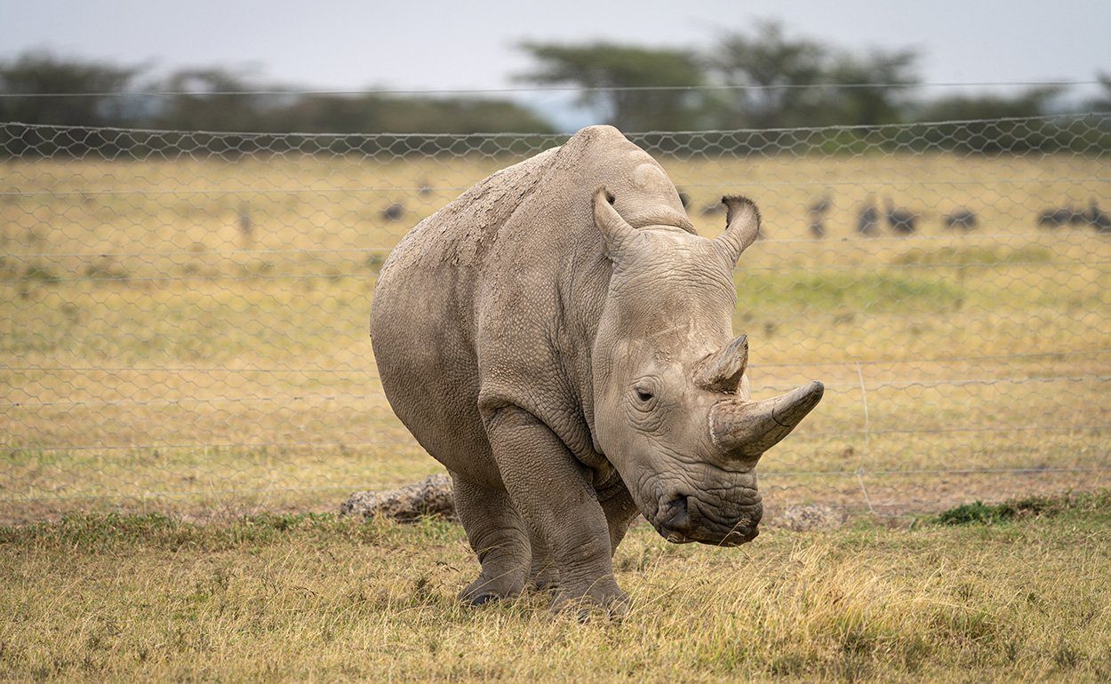 Nördliches Breitmaulnashorn: Najin geht in den Ruhestand