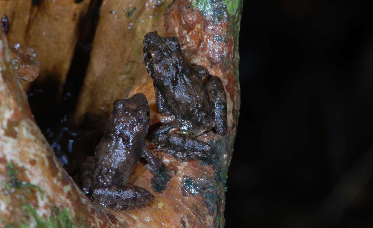 Regenwald heilt langsamer als gedacht