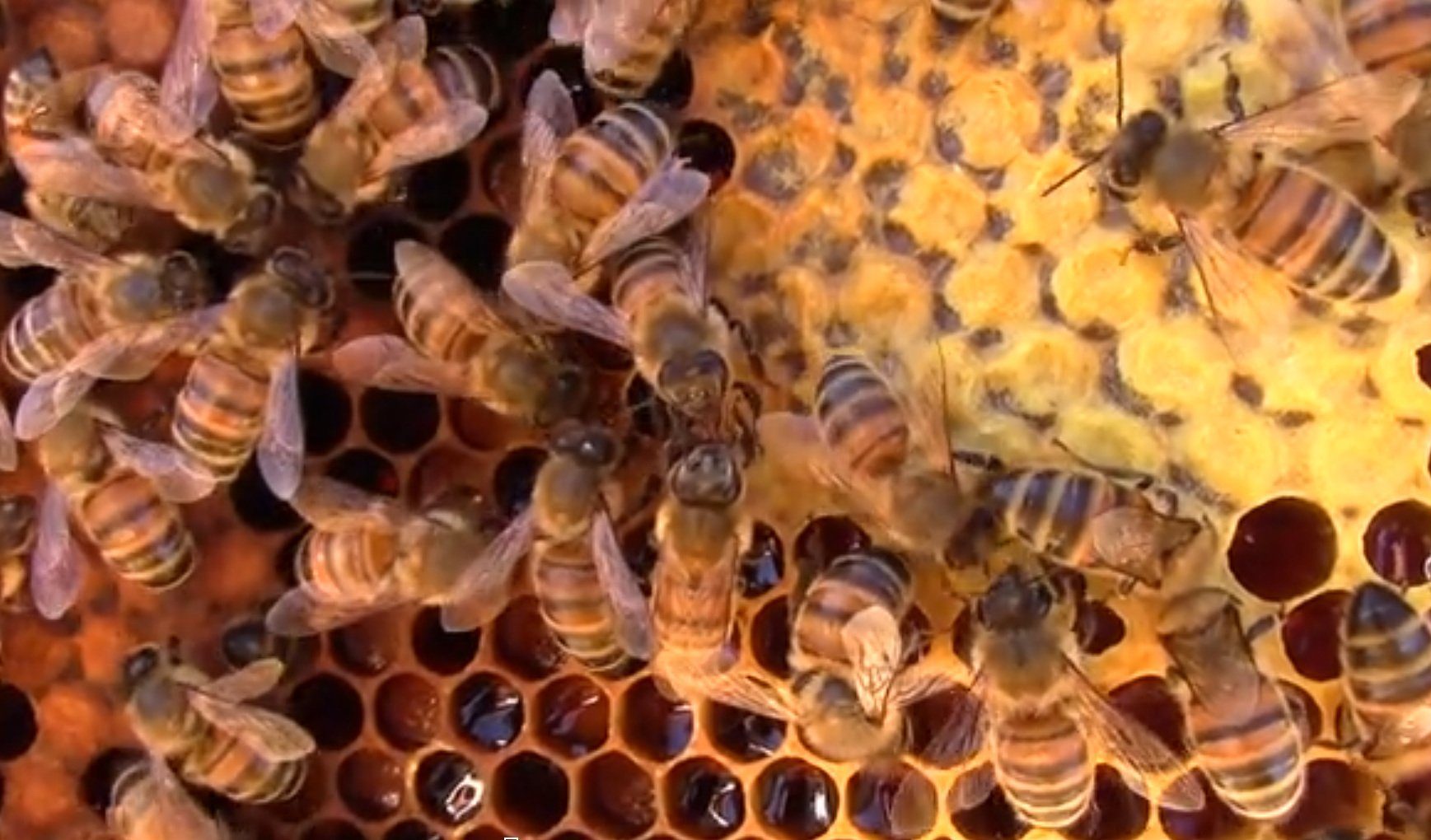 Social Distancing schützt Honigbienen vor Parasiten
