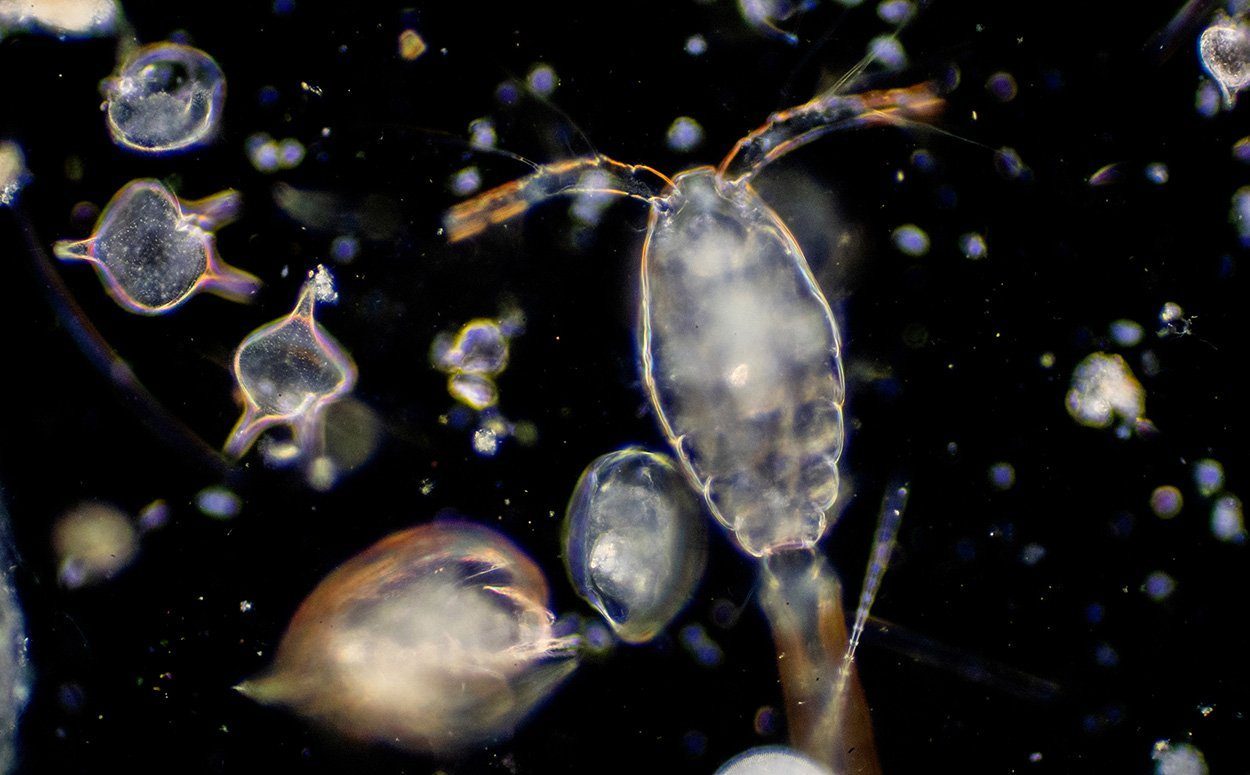 Wie der Klimawandel das Plankton verschiebt