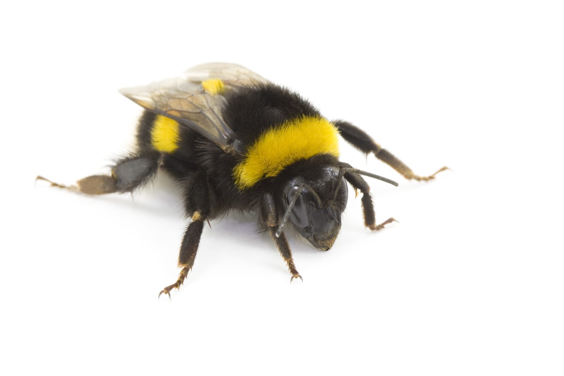 Darmbakterien schärfen Hummel-Gedächtnis