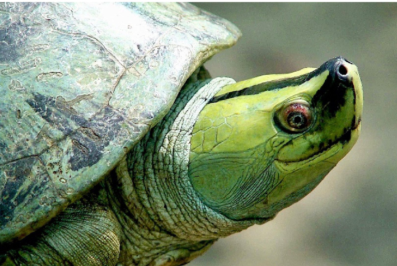 Schildkröten der Welt in Not!