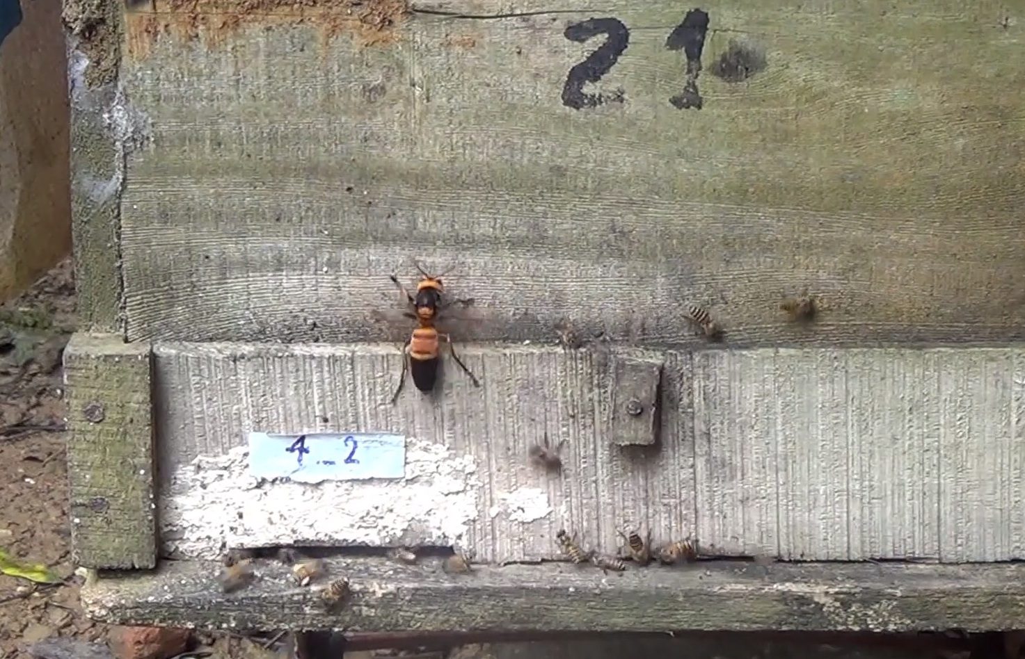 "Sirenenalarm" warnt Bienen vor Hornissen