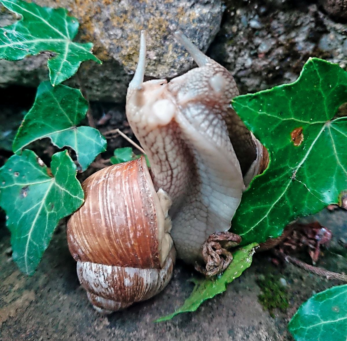 Lust der Weinbergschnecken