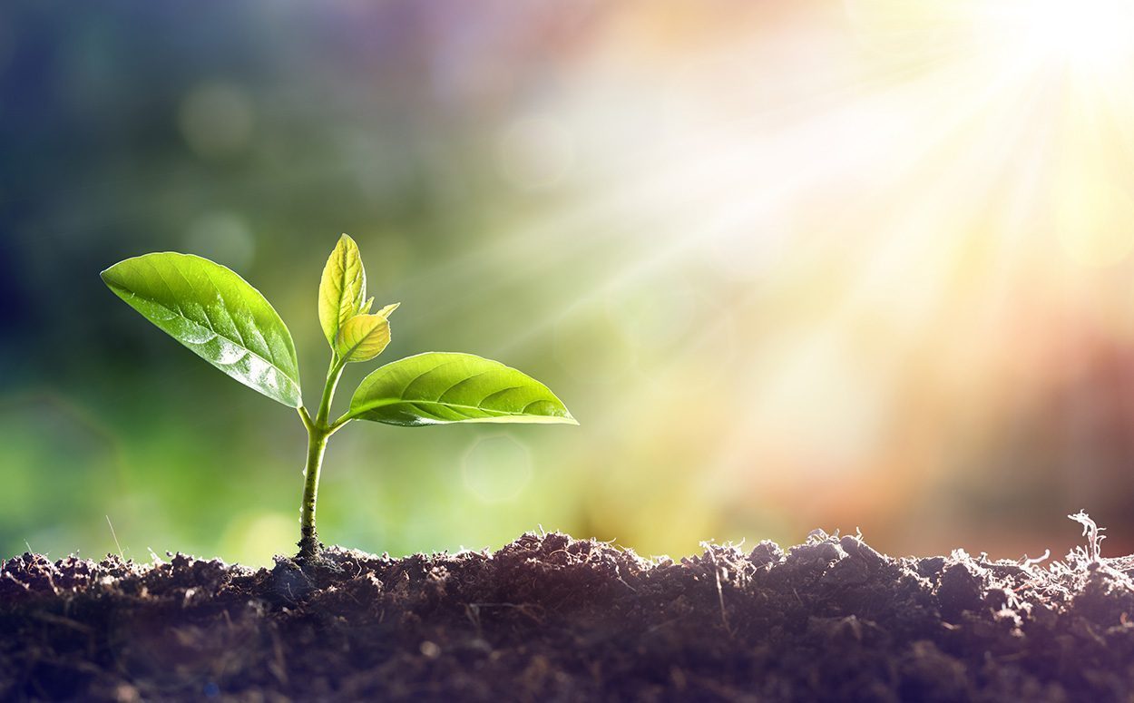 Wie Auxin Pflanzen wachsen lässt