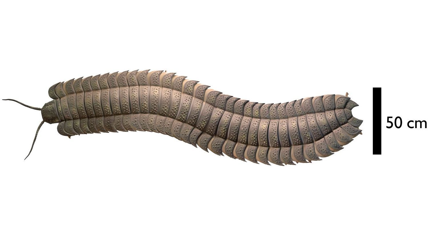 Fossil eines Riesen-Gliederfüßers