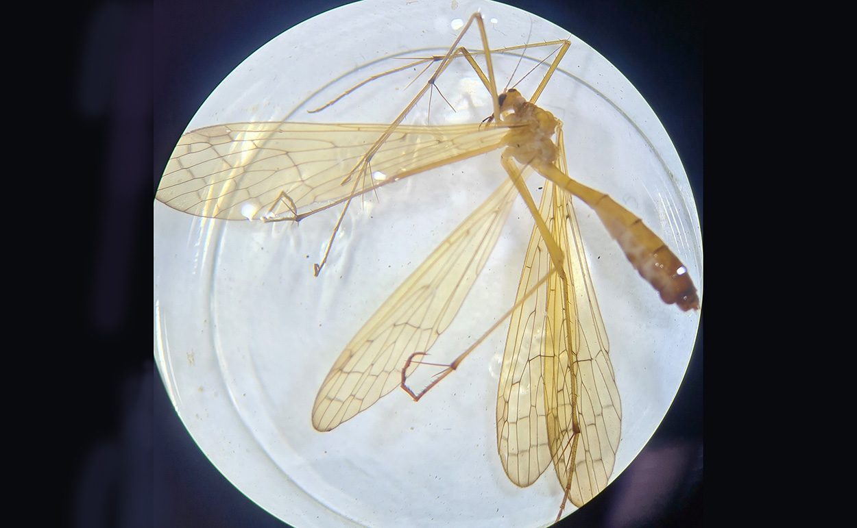 Fund im Auwald: Seltene Insektenart wiederentdeckt