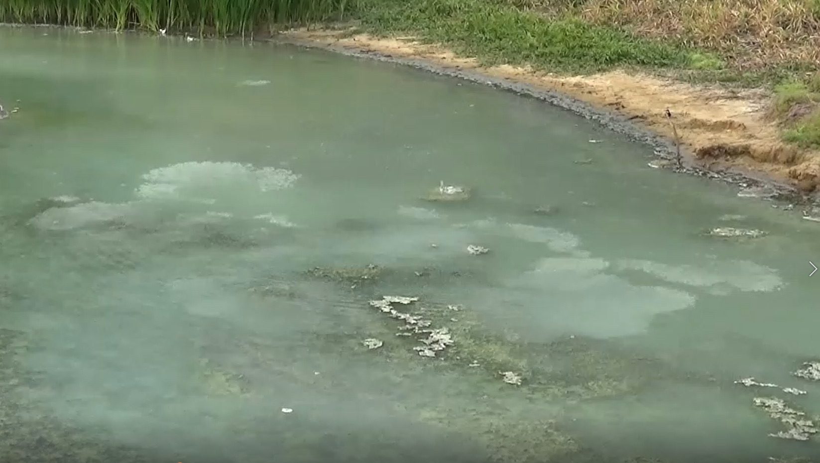 Geheimnis fischiger La-Ola-Wellen gelüftet