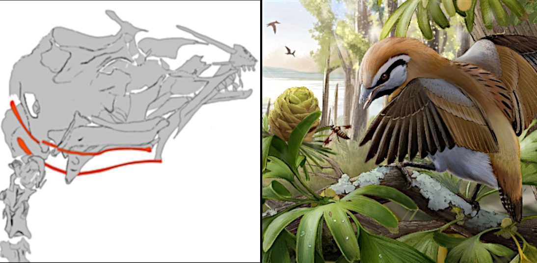 Lange Vogel-Zunge schon zu Dino-Zeiten