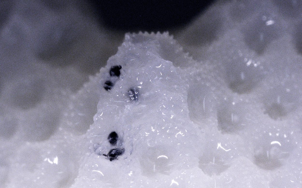 Mikroplastik: Korallen als Müllschlucker