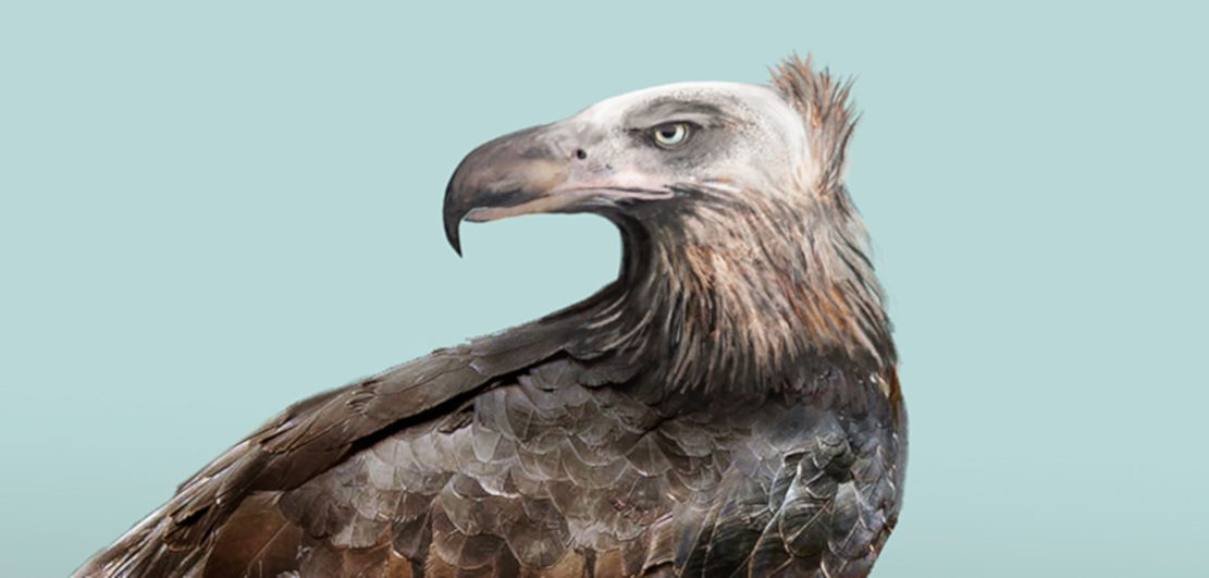 Riesenadler: Rabiat und doch Geier-ähnlich