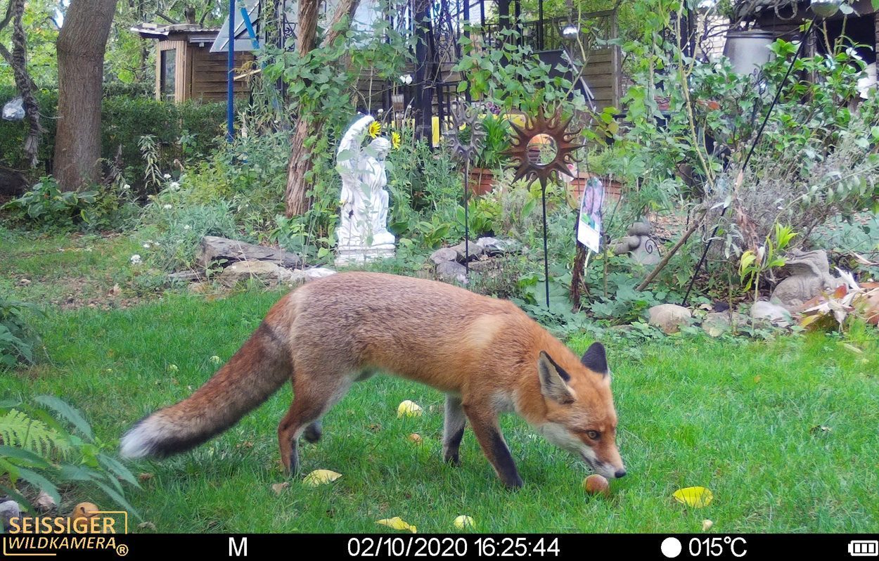 Wildtiere erobern die Großstadt