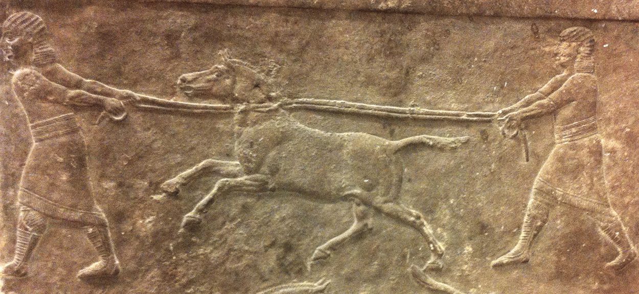 Esel-Hybrid schon vor 4.500 Jahren gezüchtet