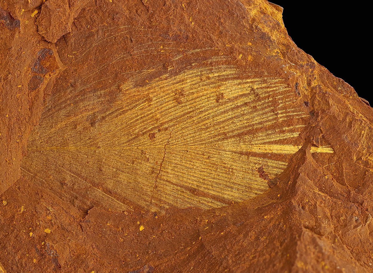 Fossile Einblicke in frühe Regenwälder Australiens
