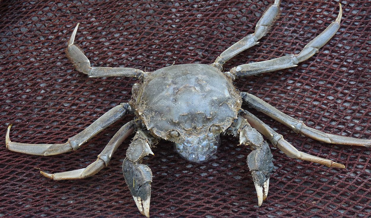 Hohe wirtschaftliche Schäden durch invasive Krebstiere